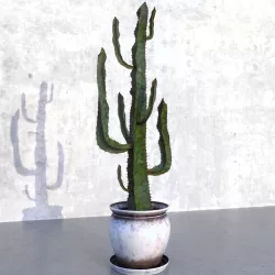 Cactus 3D model