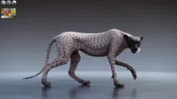 Cheetah - body with RIG including textures and shading 3D model