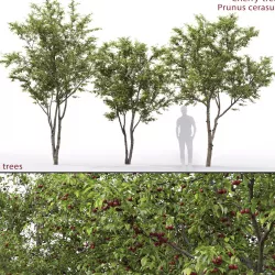 Cherry-tree 01 3D model