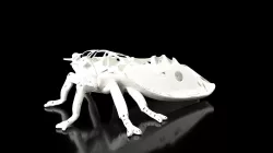 Cicada Dust Voronoi Low-poly 3D model
