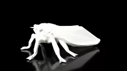 Cicada Low Poligonal Low-poly 3D model