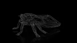 Cicada Wireframe Low-poly 3D model