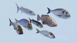  Collection of 7 photorealistic fishes animated Low-poly 3D model