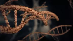 DNA model 3D model