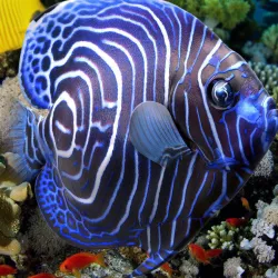 Emperor Juvenile Angelfish 3D model