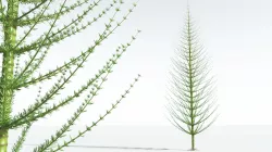 EVERYPlant Spiral Horsetail Tree 01 --12 Models-- 3D model