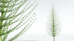 EVERYPlant Spiral Horsetail Tree 02 --12 Models-- 3D model