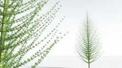 EVERYPlant Spiral Horsetail Tree 03 --12 Models-- 3D model