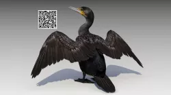 Great Cormorant Low-poly 3D model