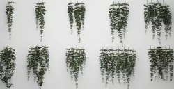 Hanging Ivy Low-poly 3D model