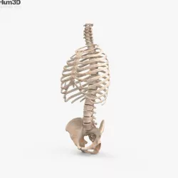 Human Torso Skeleton 3D model