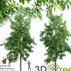 Michelia alba-White champaca-Michelia longifolia 01 3D model