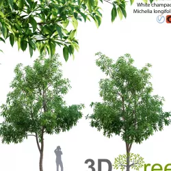 Michelia alba-White champaca-Michelia longifolia 02 3D model