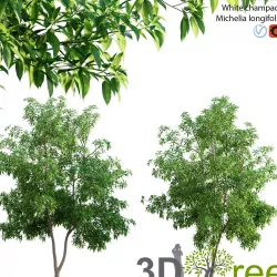 Michelia alba-White champaca-Michelia longifolia 03 3D model