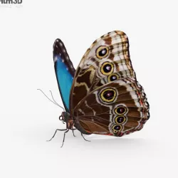 Morpho Butterfly HD 3D model
