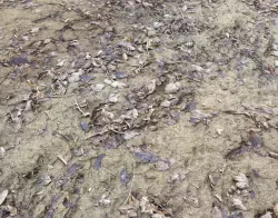 Muddy terrain PBR pack 1 Texture