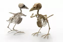 Raven skeleton 3D model