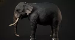 realastic elephant 3D model