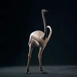 Realistic 3D model of Ostrich 3D model