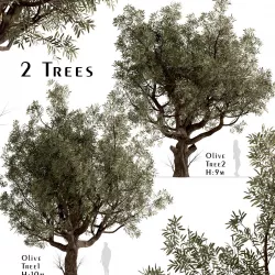 Set of Olive or Olea Europaea Trees - 2 Trees 3D model
