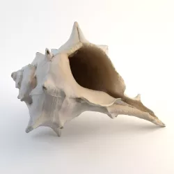 Spiral Seashell 3D model