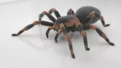 Tarantula Low-poly 3D model