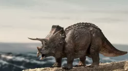 Triceratops Rigged 3D model Low-poly 3D model