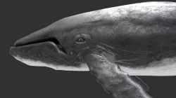 whale lowpoly animal Low-poly 3D model