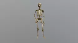 WORKING SKELETON  3D model