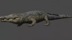 Aligator 3D model