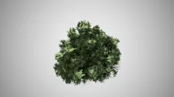 American Boxwood bush Low-poly 3D model