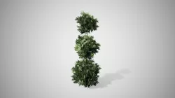 American Boxwood Topiary bush Low-poly 3D model