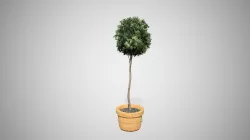 American Boxwood Topiary  Low-poly 3D model