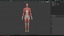 atlas anatomy 3d | Page 1 | STLFinder
