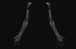Arms Anatomy 3D model