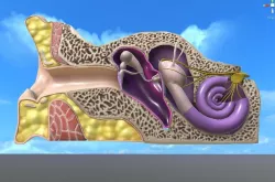 Auditory System 3D model Low-poly 3D model