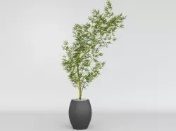Bamboo Mosso Plant 3D model