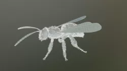 bee polygon  3D model