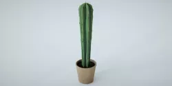 Cactus 3D-Model 3D model