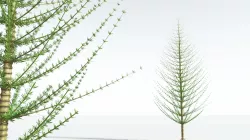 EVERYPlant Spiral Horsetail Tree 04 --12 Models-- 3D model