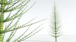 EVERYPlant Spiral Horsetail Tree 06 --12 Models-- 3D model