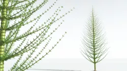 EVERYPlant Spiral Horsetail Tree 07 --12 Models-- 3D model