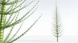 EVERYPlant Spiral Horsetail Tree 08 --12 Models-- 3D model