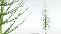EVERYPlant Spiral Horsetail Tree 09 --12 Models-- 3D model