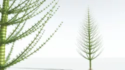 EVERYPlant Spiral Horsetail Tree 10 --12 Models-- 3D model