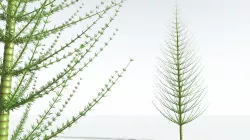 EVERYPlant Spiral Horsetail Tree 11 --12 Models-- 3D model