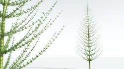 EVERYPlant Spiral Horsetail Tree 12 --12 Models-- 3D model