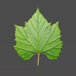 Grape leaf  3D model