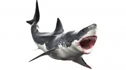 Great White Shark  Animated  Rigged Low-poly 3D model