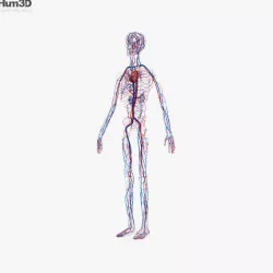 Human Circulatory System 3D model